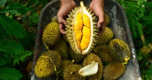 Apa Saja Manfaat Buah Durian Yang Jarang Diketahui