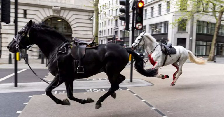 Kuda Kerajaan Inggris mengamuk di jalanan Kota London. Foto: Dok. JORDAN PETTITT/PA IMAGES VIA GETTY IMAGES