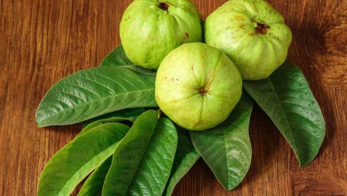 ILUSTRASI : Manfaat daun jambu biji. Foto : Shutterstock